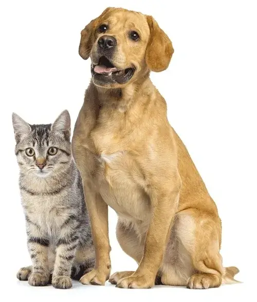 Dog and cat sitting